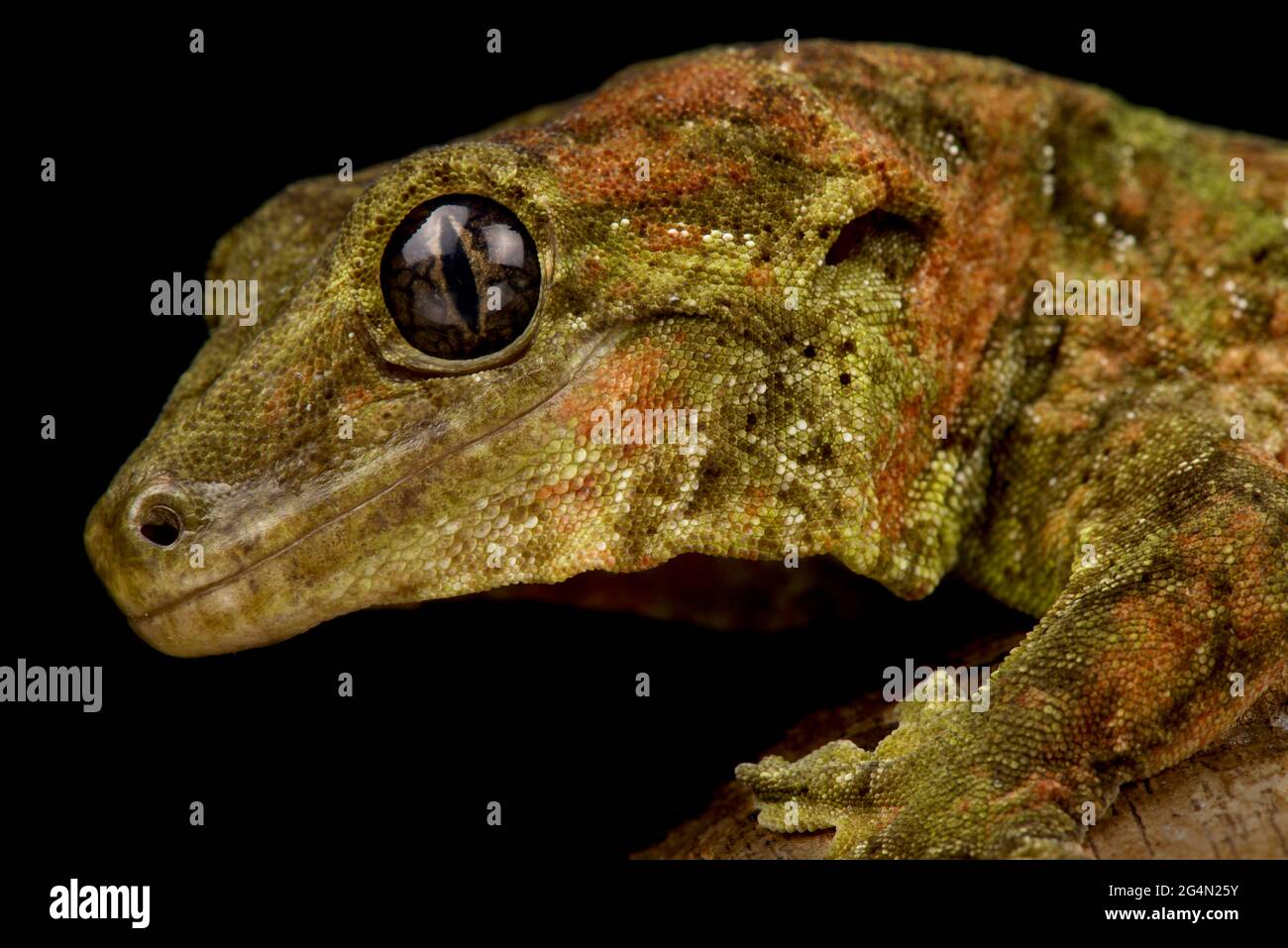 Black eyed Mossy New Caledonian gecko (Mniarogekko chahoua) Stock Photo