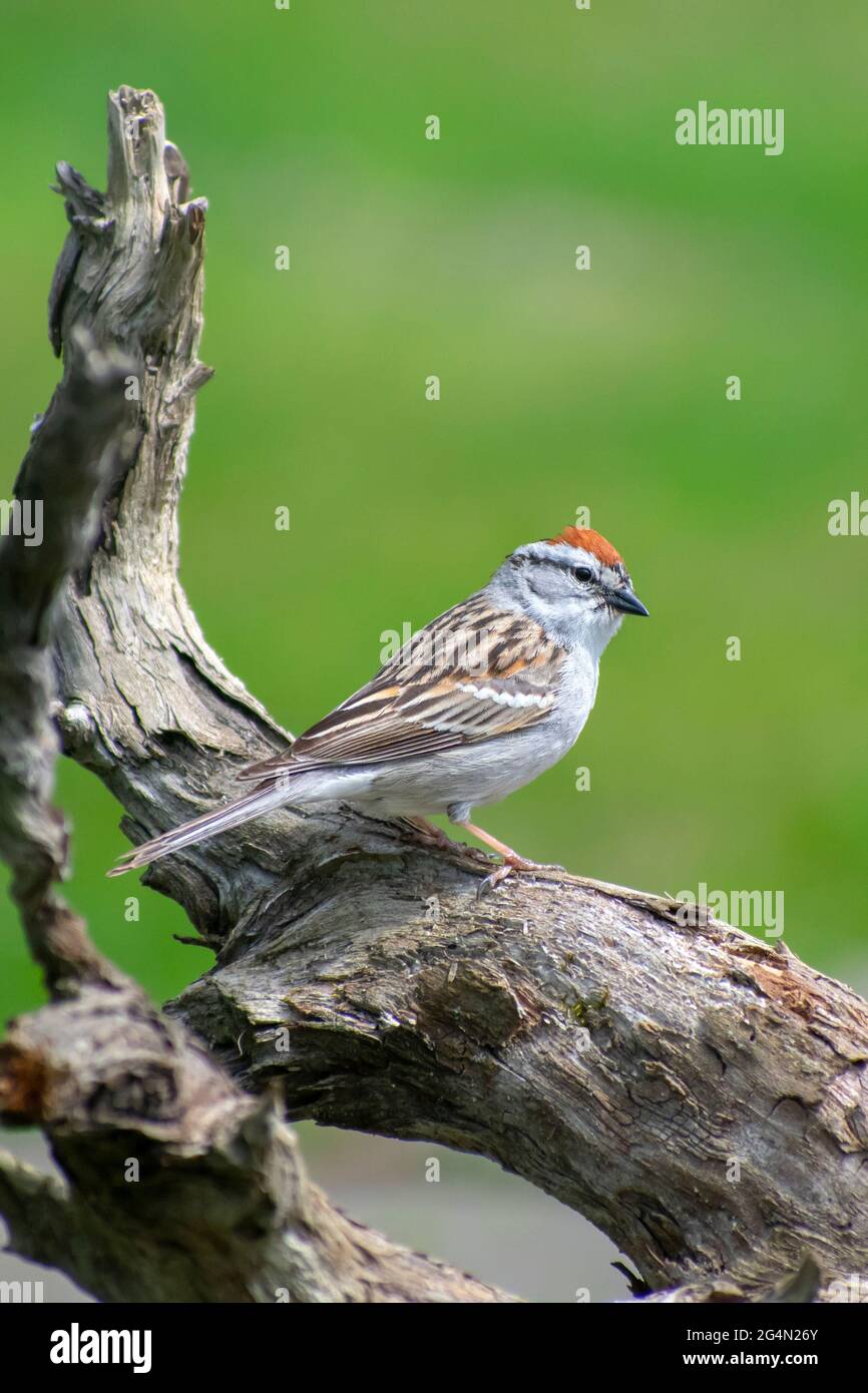 Chipping Sparrow  (Spizella passerina) Stock Photo