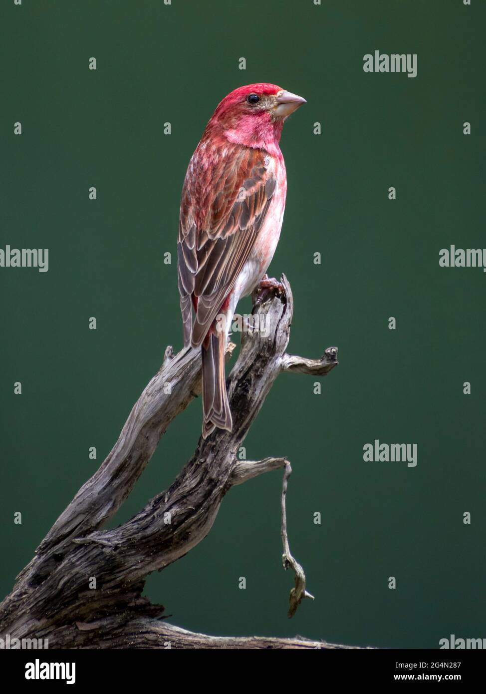 Purple Finch (Adult Male) Stock Photo