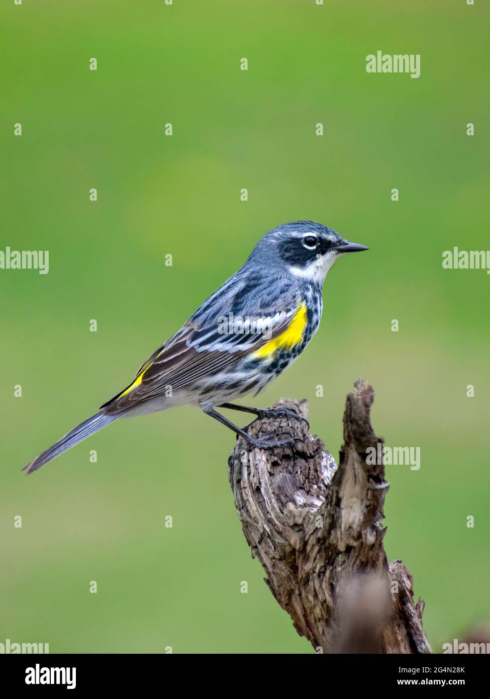 Yellow Rumped Warbler (Adult Male) Stock Photo