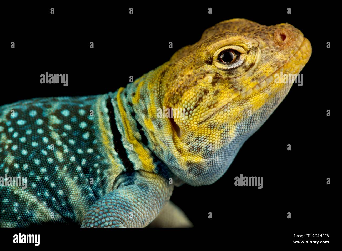Yellowheaded collared lizard (Crotaphytus collaris auriceps Stock
