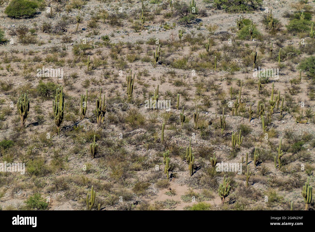 Cardon cacti near Quilmes ruins, Argentina Stock Photo