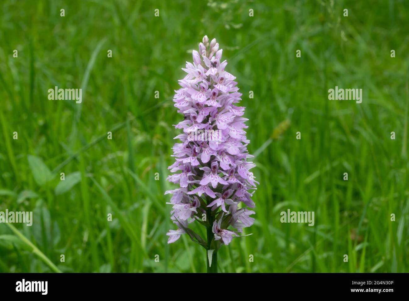 The common spotted orchid in a woodland setting Stock Photo