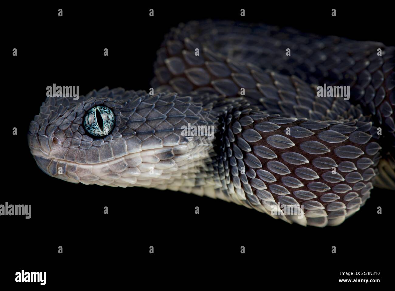 Close-up Of A Yellow Variable Bush Viper (Atheris Squamigera) From Central  African Countries. Stock Photo, Picture and Royalty Free Image. Image  153408574.