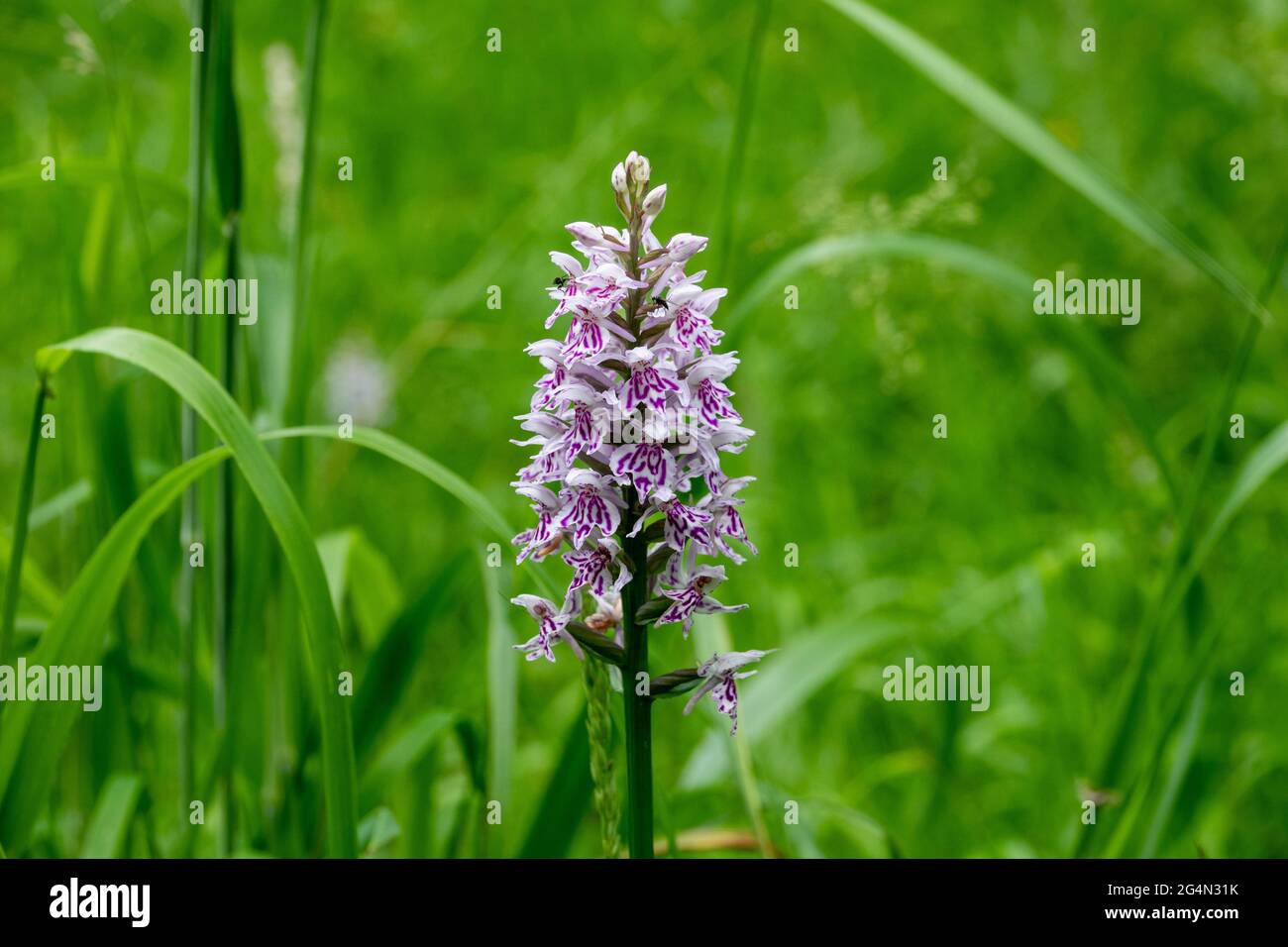 The common spotted orchid in a woodland setting Stock Photo