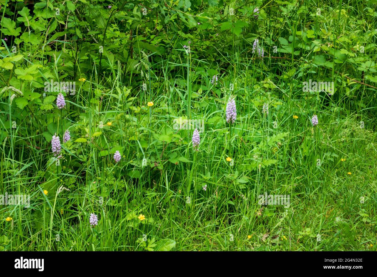 The common spotted orchid in a woodland setting Stock Photo