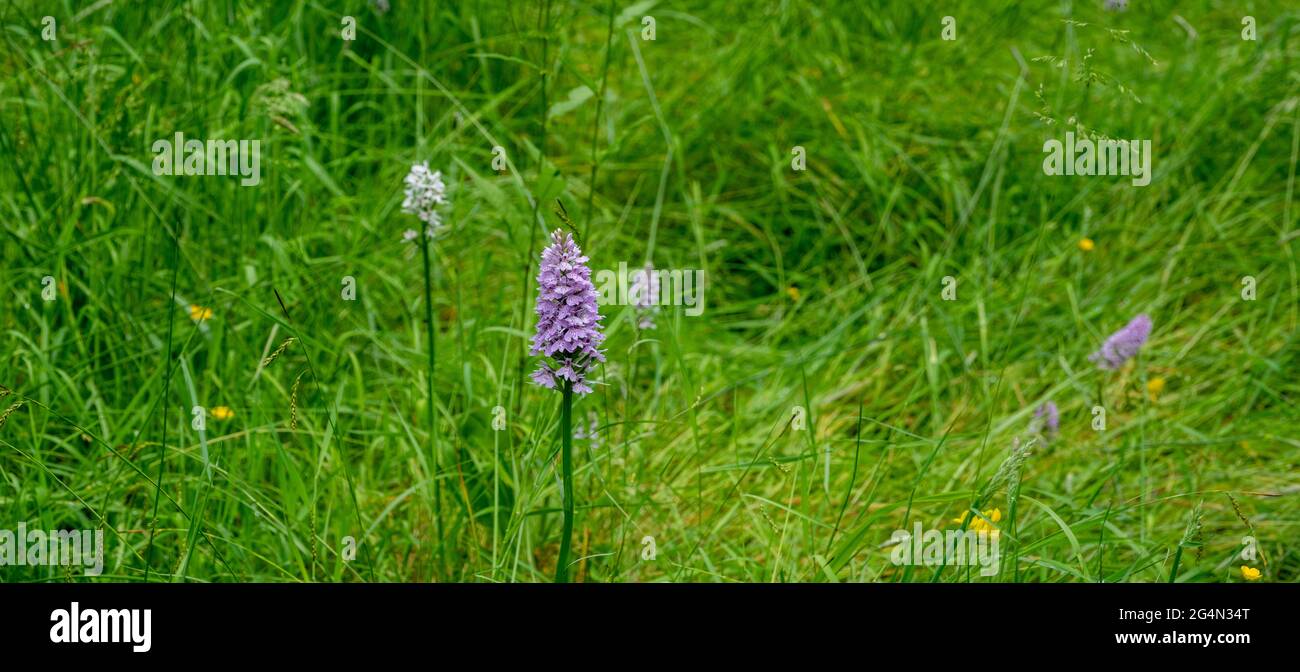 The common spotted orchid in a woodland setting Stock Photo
