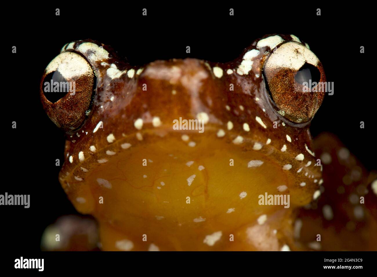 Cinnamon tree frog (Nyctixalus pictus) Stock Photo