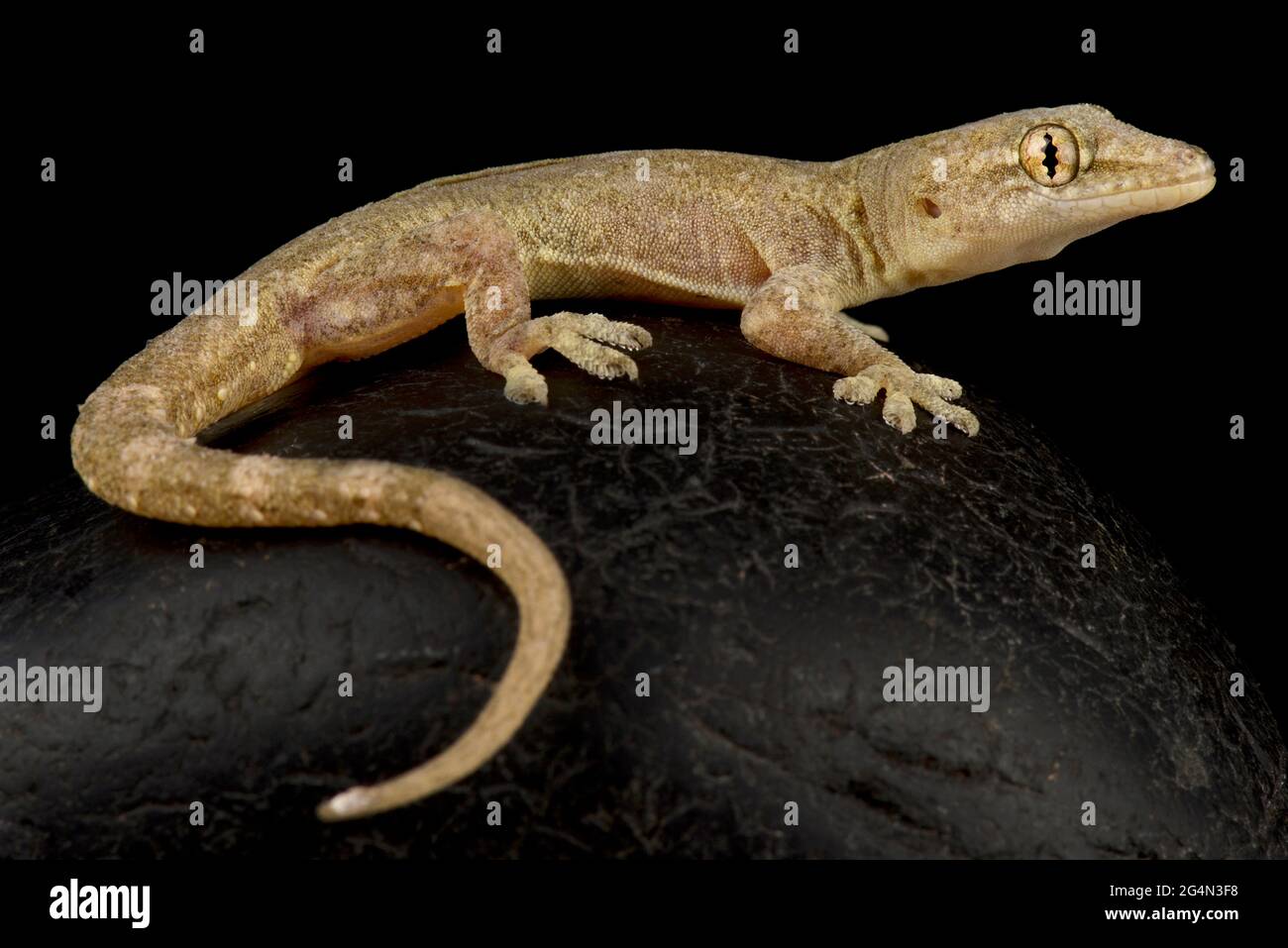 Common house gecko (Hemidactylus frenatus Stock Photo Alamy