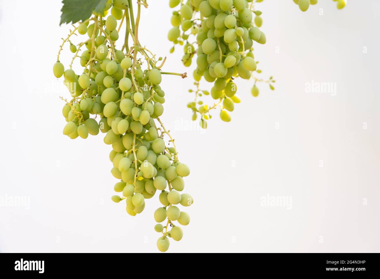 Vine leaves and bunch of grapes on an isolated white backdrop ...