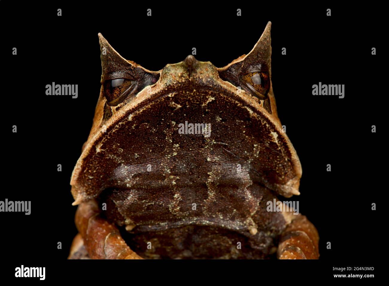 Malayan Horned Frog (Megophrys nasuta) Stock Photo