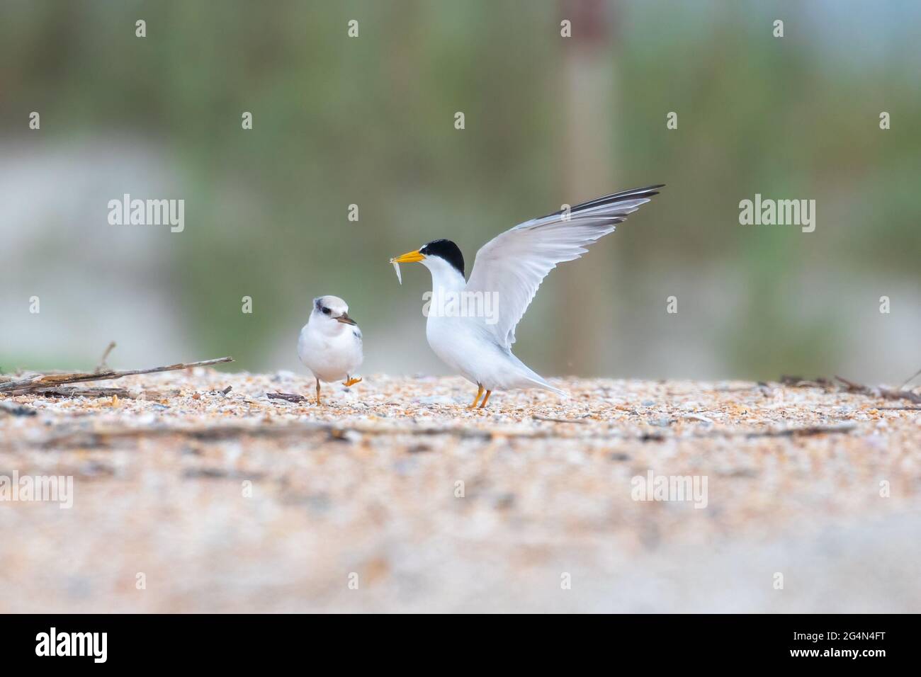 A least tern (Sternula antillarum) parent bringing a fish to its chick. Stock Photo