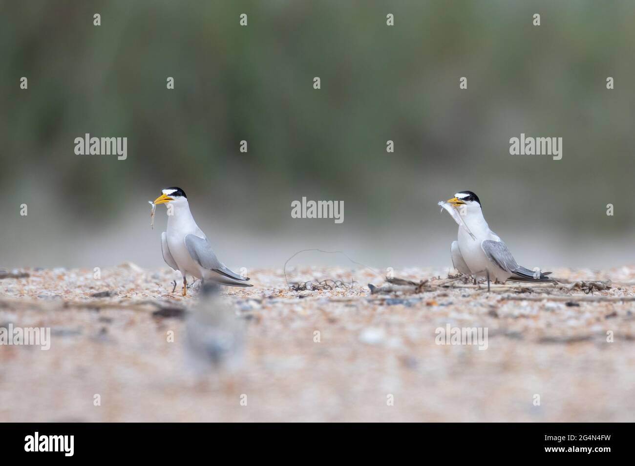 Two least terns (Sternula antillarum) on the beach with fish in their beaks. Stock Photo