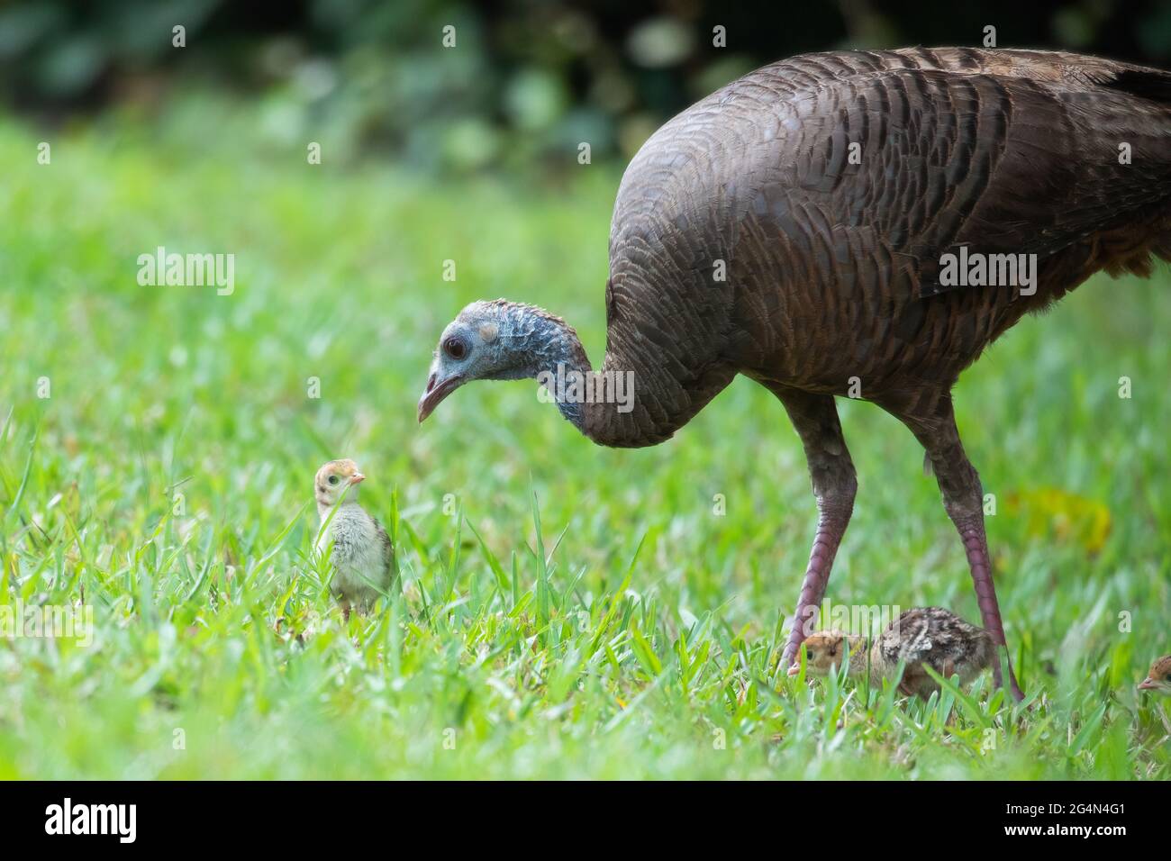 A female mother turkey (Meleagris gallopavo) with a few chicks walking through green grass. Stock Photo