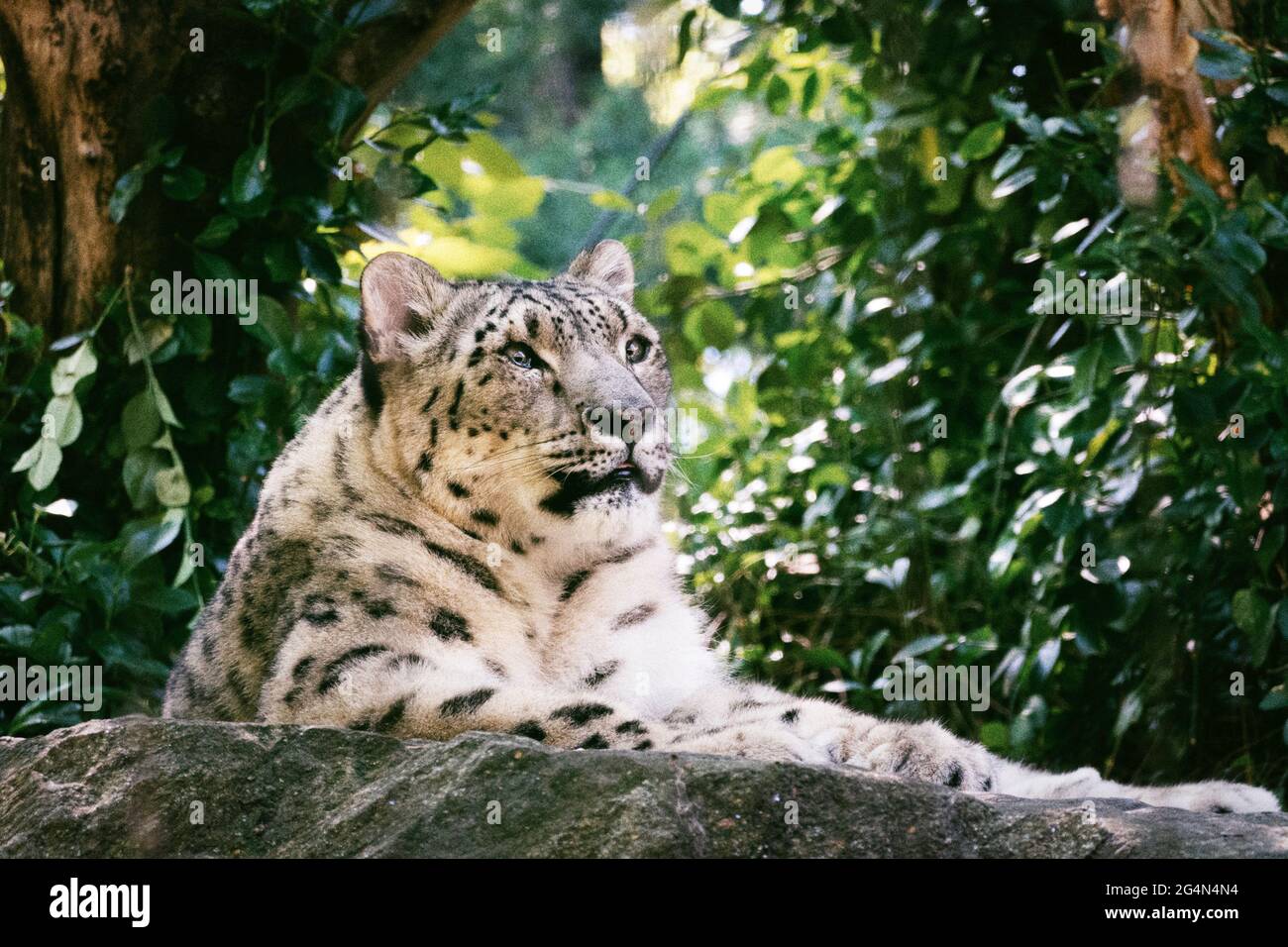 Central Park Zoo has Snow Leopards, NYC, USA Stock Photo Alamy