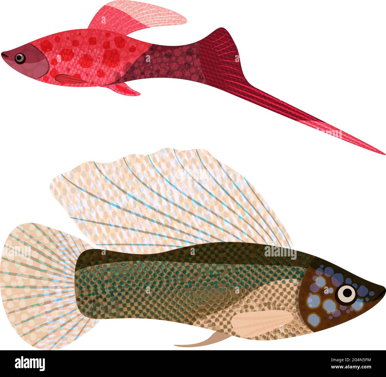 Fishes aquarium, sword-bearer and poecilia velifera, EPS10 - vector graphics. Stock Vector