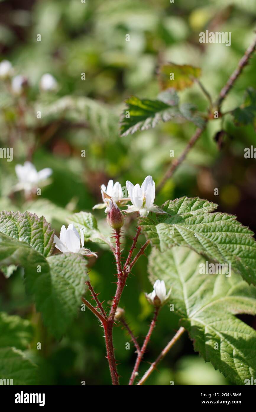 Staminate cyme inflorescences of Pacific Blackberry, Rubus Ursinus, Rosaceae, native in Ballona Freshwater Marsh, South California Coast, Springtime. Stock Photo