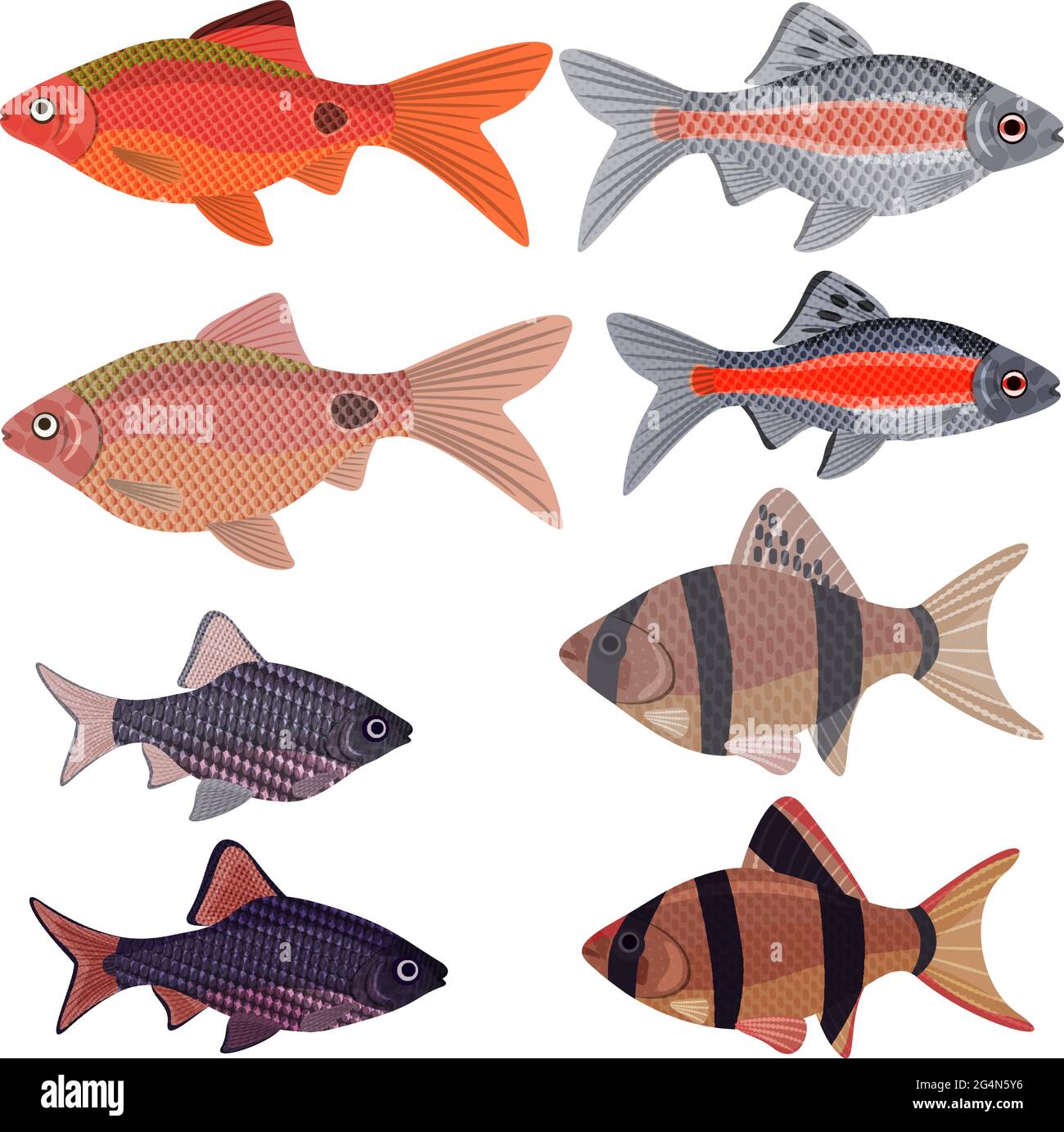 Exotic aquarium fish sort karpovy barbs, EPS10 - vector graphics. Stock Vector