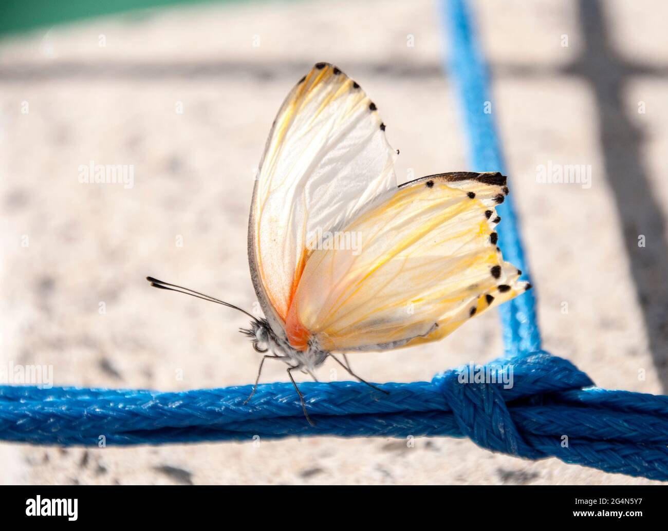 Butterly drying it's wings in sunlight after being rescued from a swimming pool by the author. Stock Photo