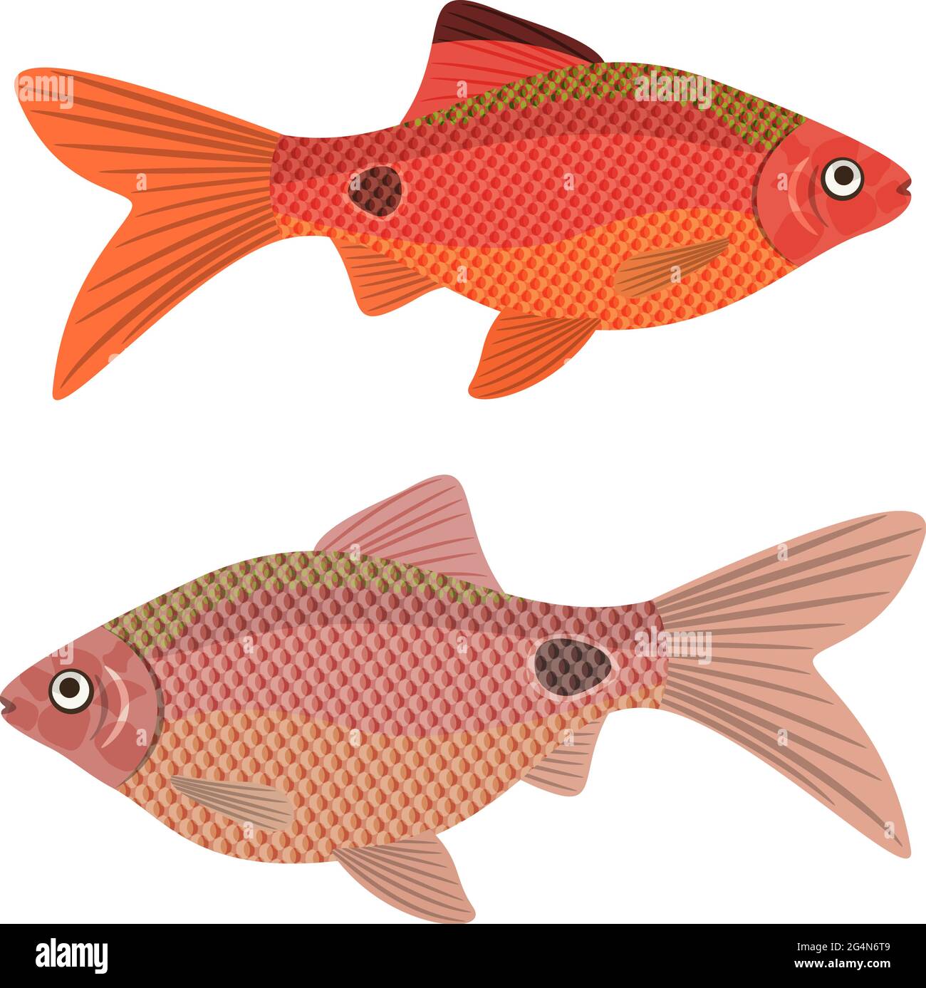 Exotic aquarium fish rosy barb, EPS10 - vector graphics. Stock Vector