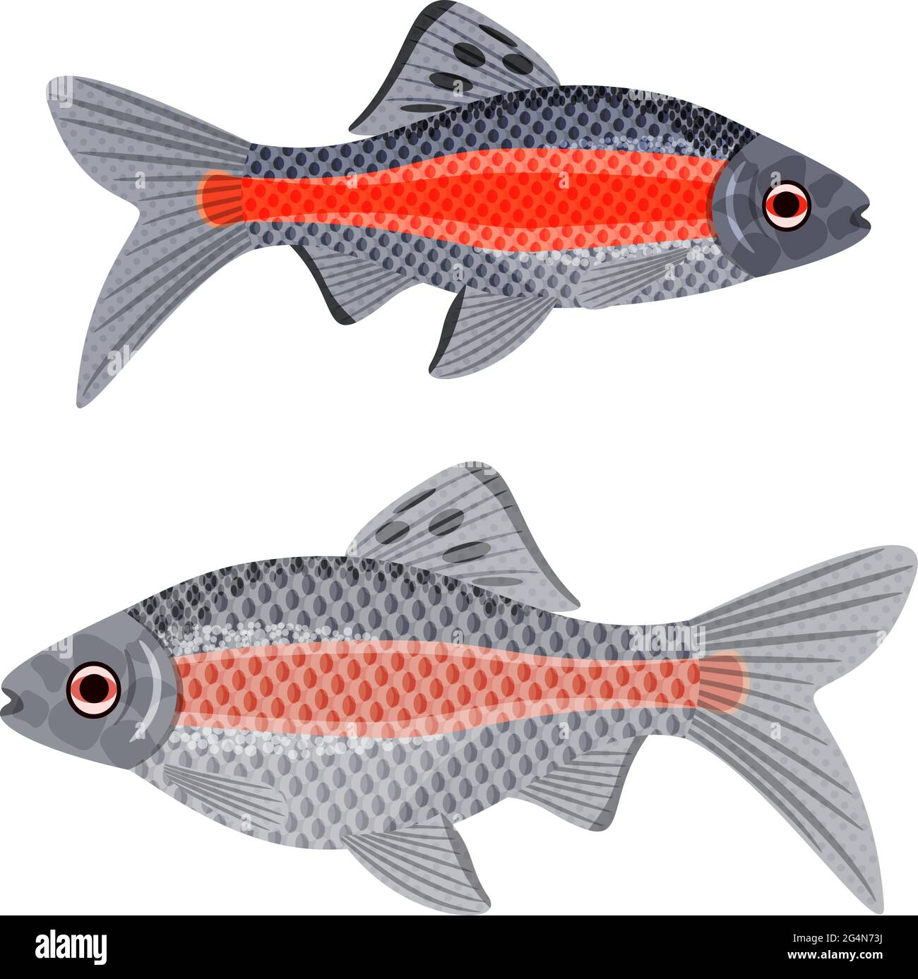 Exotic aquarium fish sort karpovy ticto barb, EPS10 - vector graphics. Stock Vector