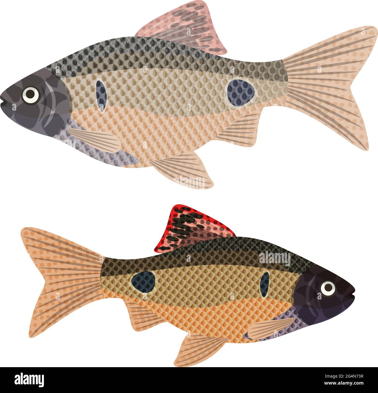 Exotic aquarium fish sort karpovy pethia stoliczkana, EPS10 - vector graphics. Stock Vector