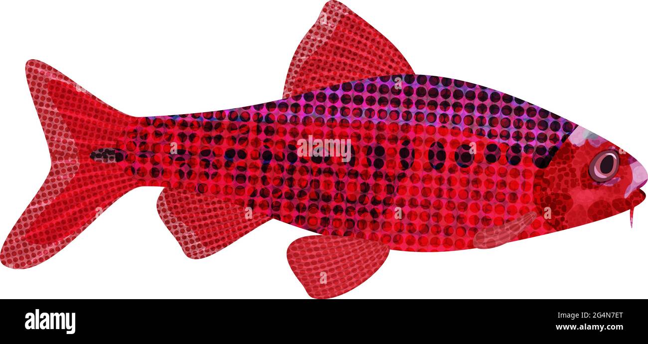 Exotic aquarium fish sort karpovy cherry barb (Puntius titteya), EPS10 - vector graphics. Stock Vector