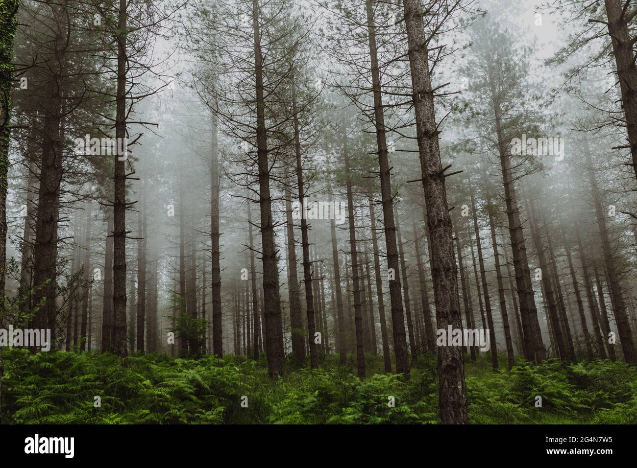 Green landscape dense trees hi-res stock photography and images - Alamy