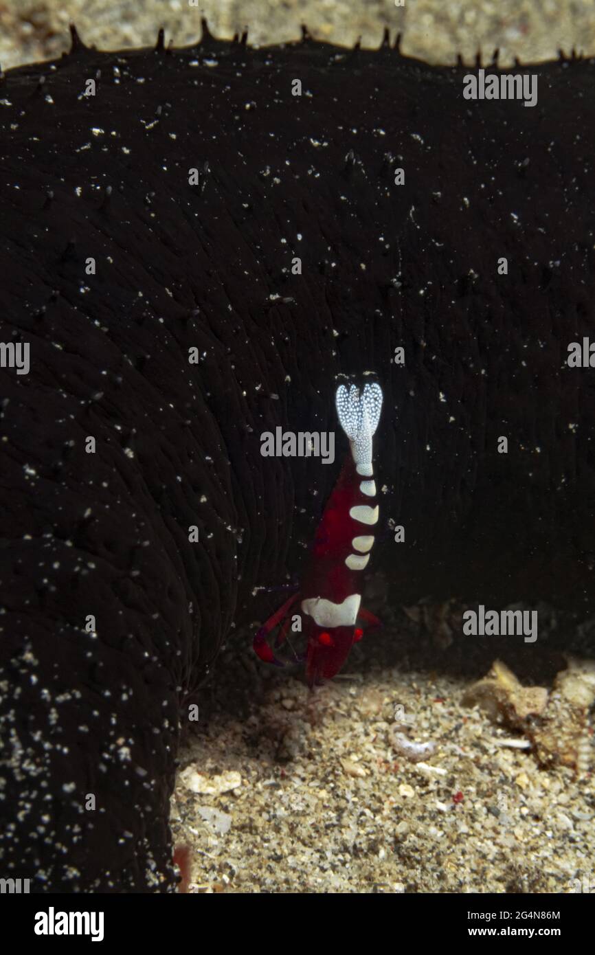 Full length red bodied shrimp swimming near coral reefs on pebble sea bottom Stock Photo