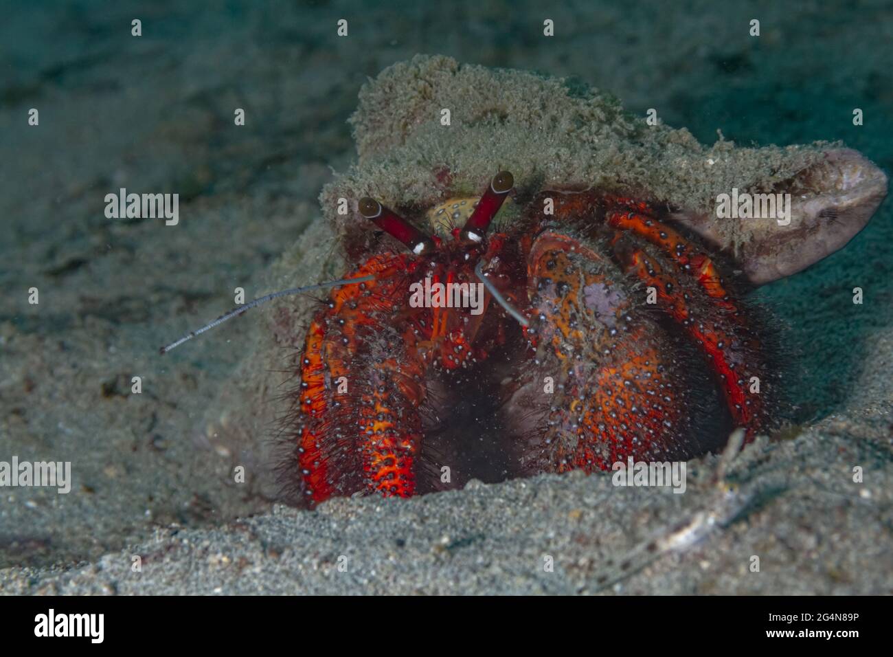Closeup wild Diogenes crab with big green eyes and long antennas