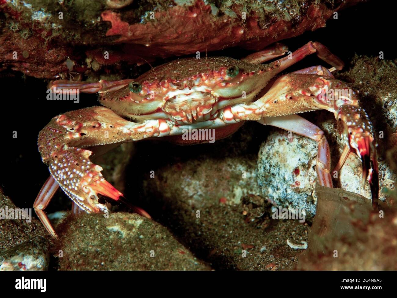 Wild marine crab crawling on stony sea bottom against black background ...