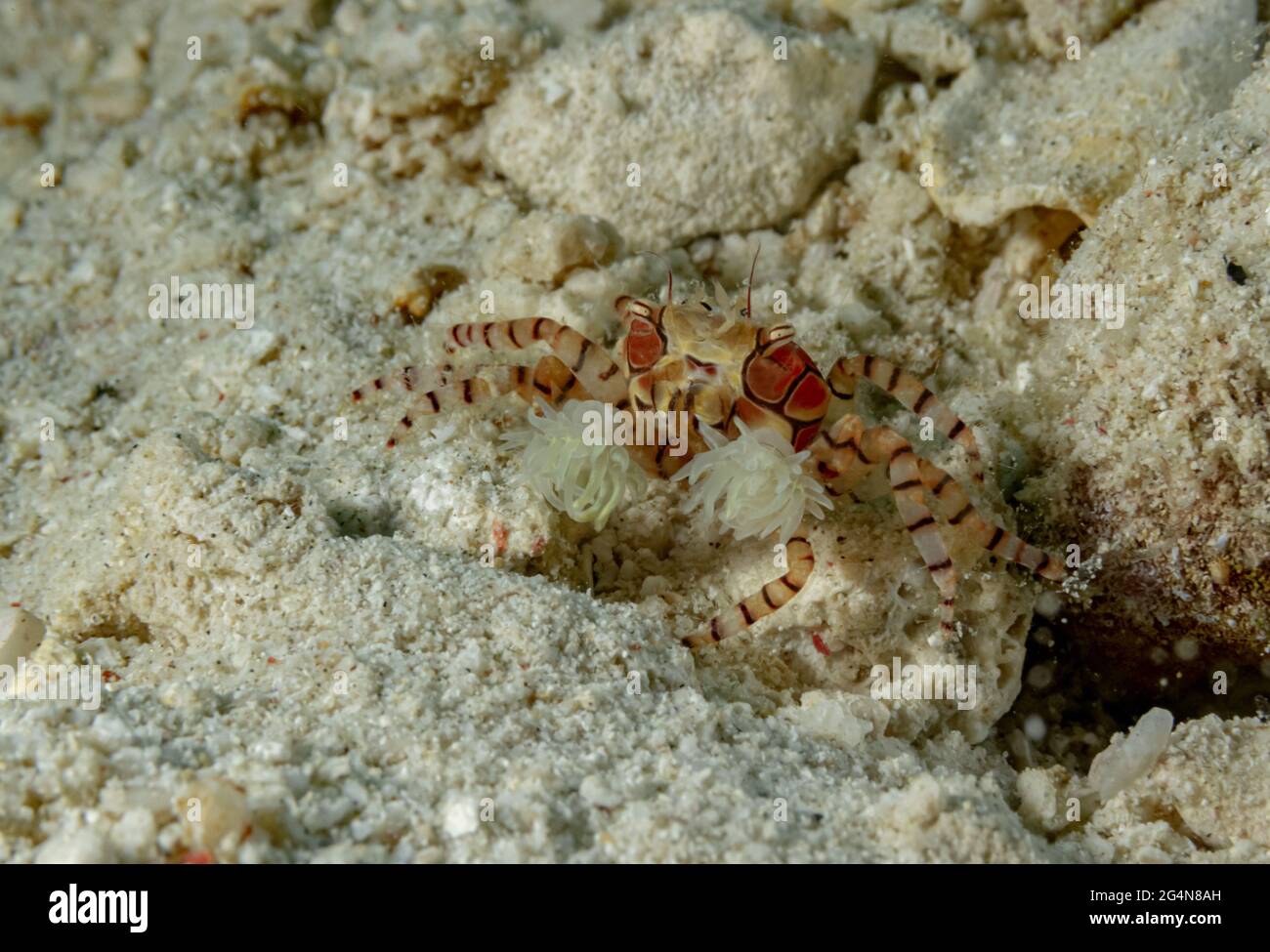Full body colorful small boxer crab crawling on white sandy sea bottom in shallow water Stock Photo