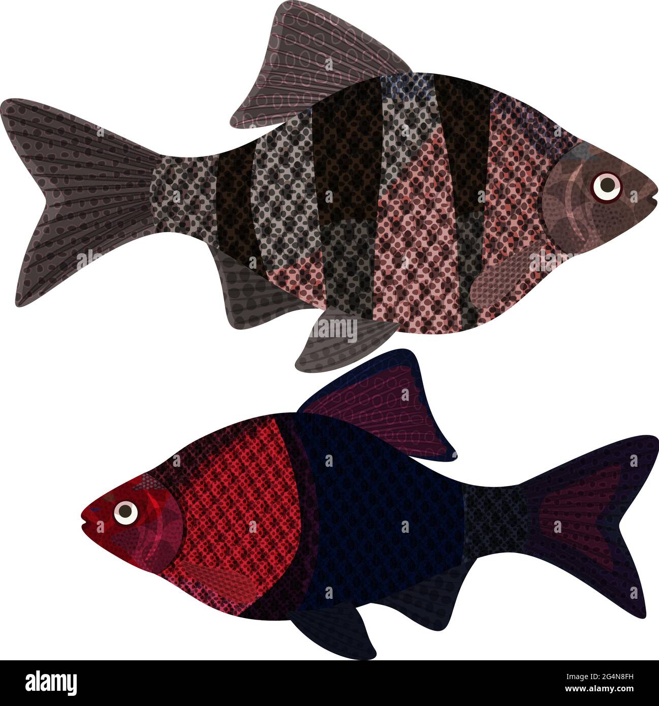Exotic aquarium fish sort karpovy pethia nigrofasciatus, EPS10 - vector graphics. Stock Vector