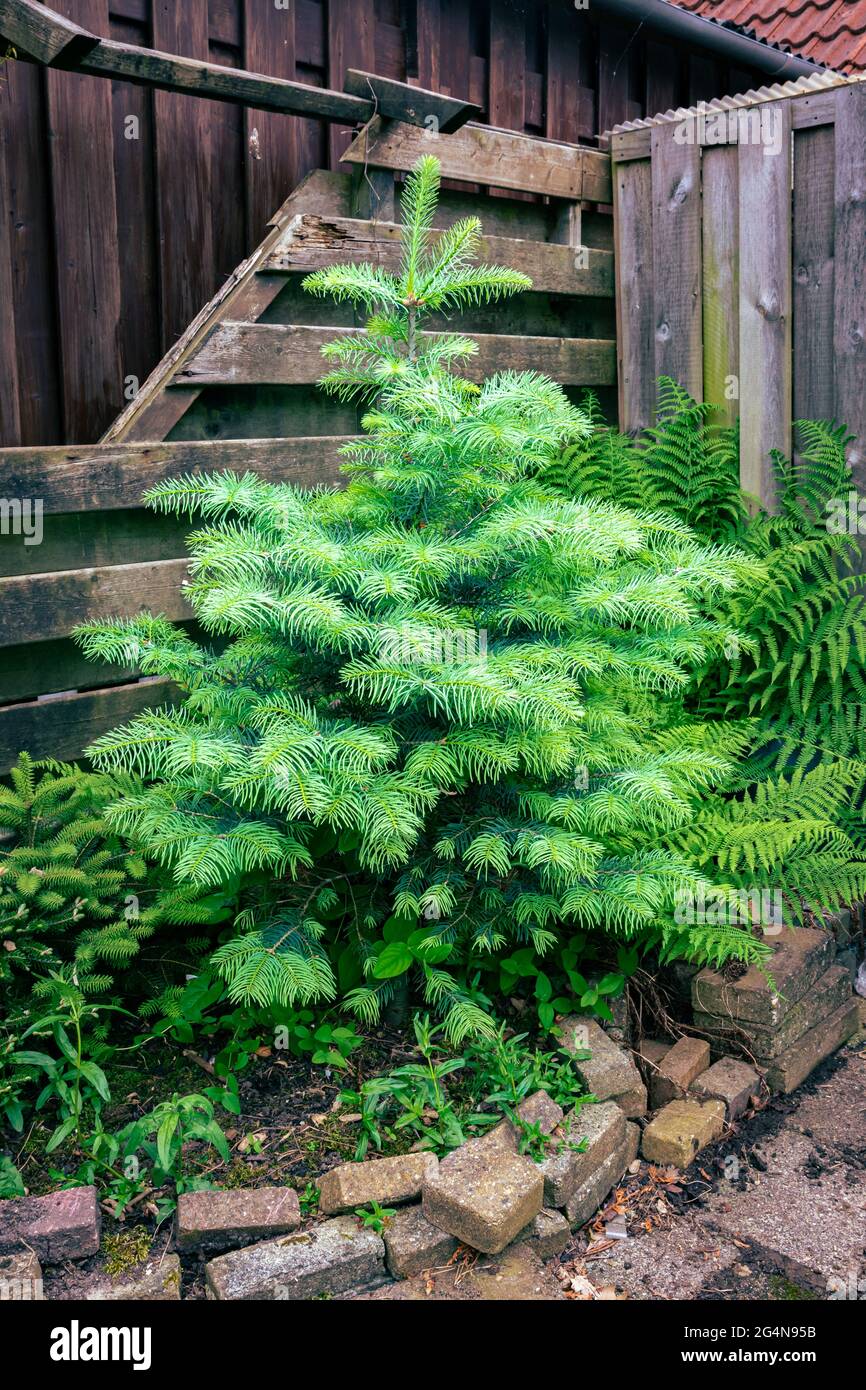 Beautiful young specimen of White fir (Abies concolor) in a garden Stock Photo