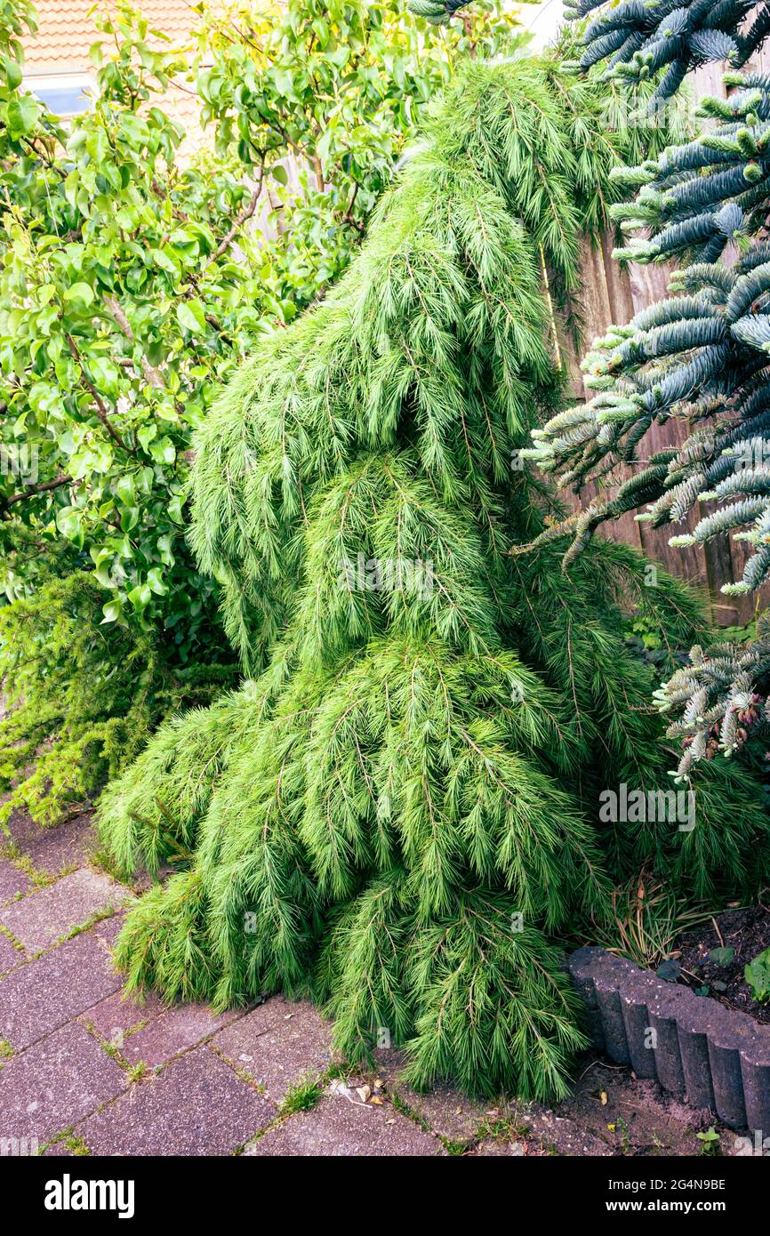 Drooping cedar tree with dense needles in a backyard Stock Photo