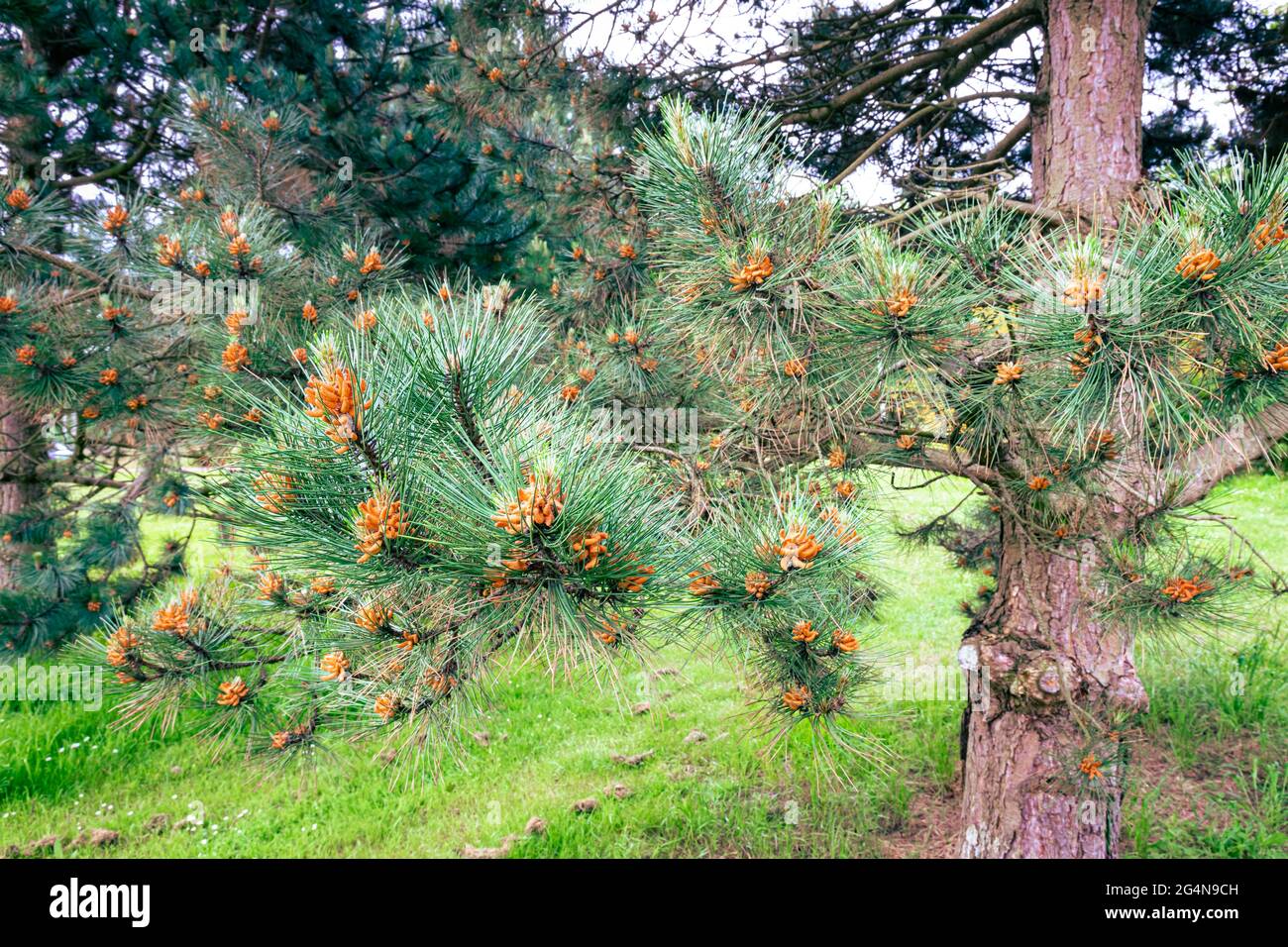 Flowering pine tree in spring Stock Photo