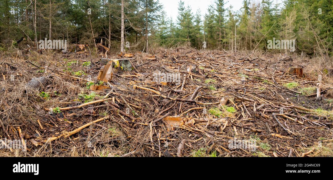 Trees have been felled in the coniferous forest. Branches, bark and wood debris lie as dead wood on the forest floor. Healthy conifers can be seen in Stock Photo