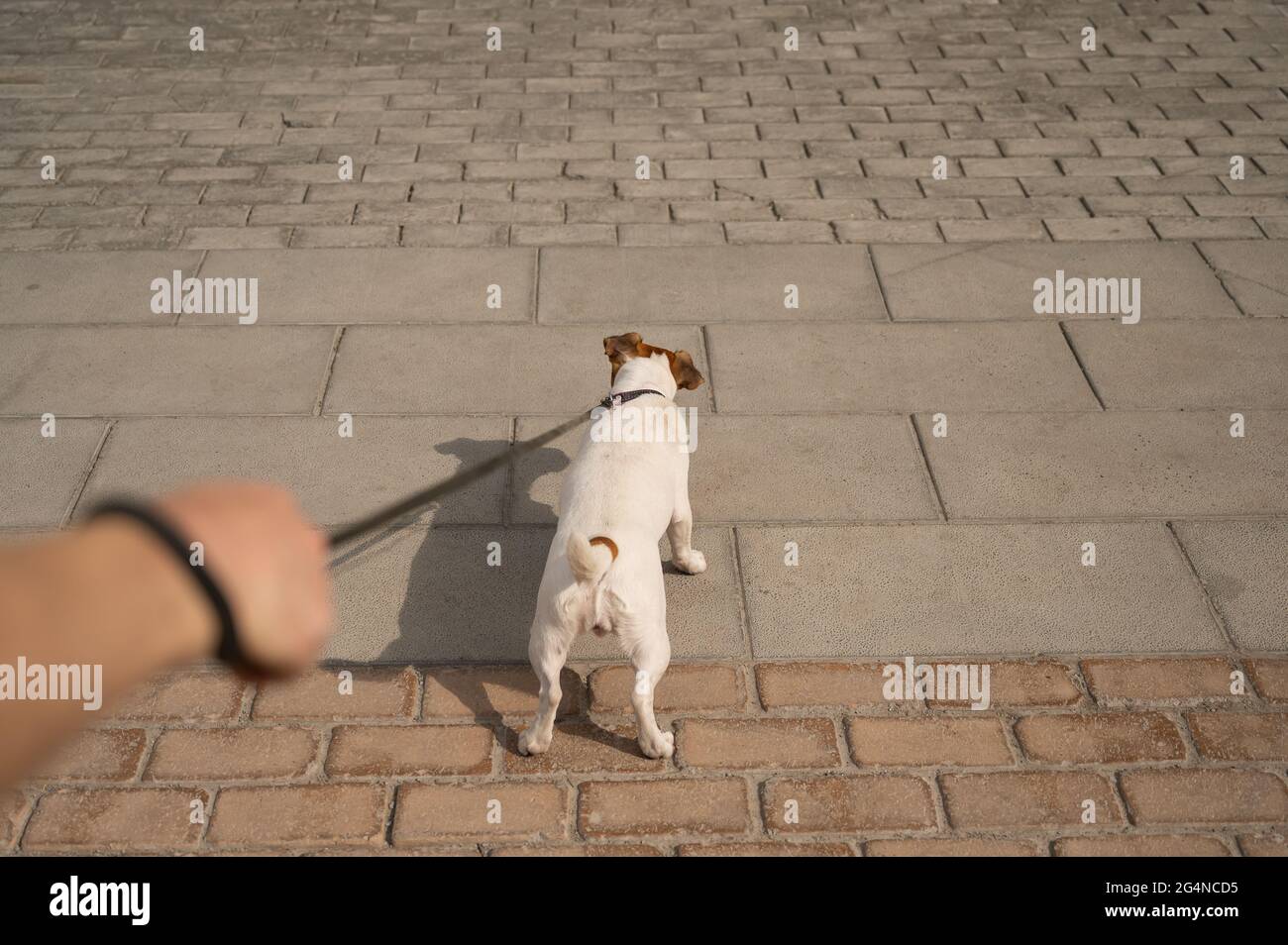 Naughty dog Jack Russell Terrier pulls the owner by the leash Stock