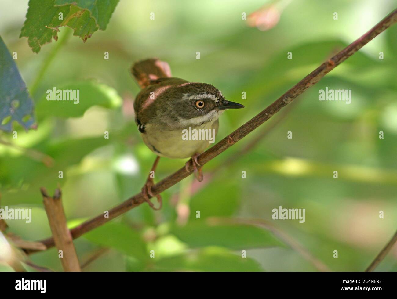 White-browed Scrubwrem (Sericornis frontalis) adult crouched on thin branch south-east Queensland, Australia      November Stock Photo