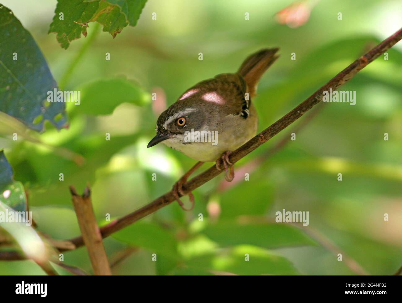 White-browed Scrubwrem (Sericornis frontalis) adult crouched on thin branch south-east Queensland, Australia      November Stock Photo