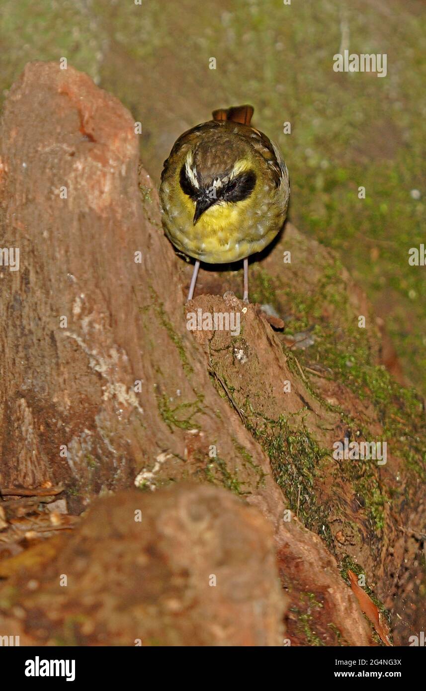Yellow-throated Scrubwren (Sericornis citreogularis intermedius) male on dead tree stump Lamington NP, Queensland, Australia        February Stock Photo