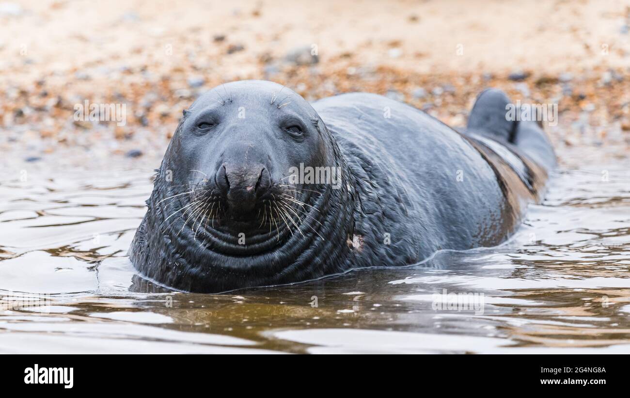 Grey Seal in the sea at Blakeney beach on the North Norfolk coast. Stock Photo
