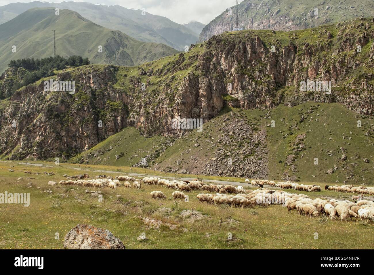Herd of sheep grazing in lower caucasus mountains in Republic of Georgia Stock Photo