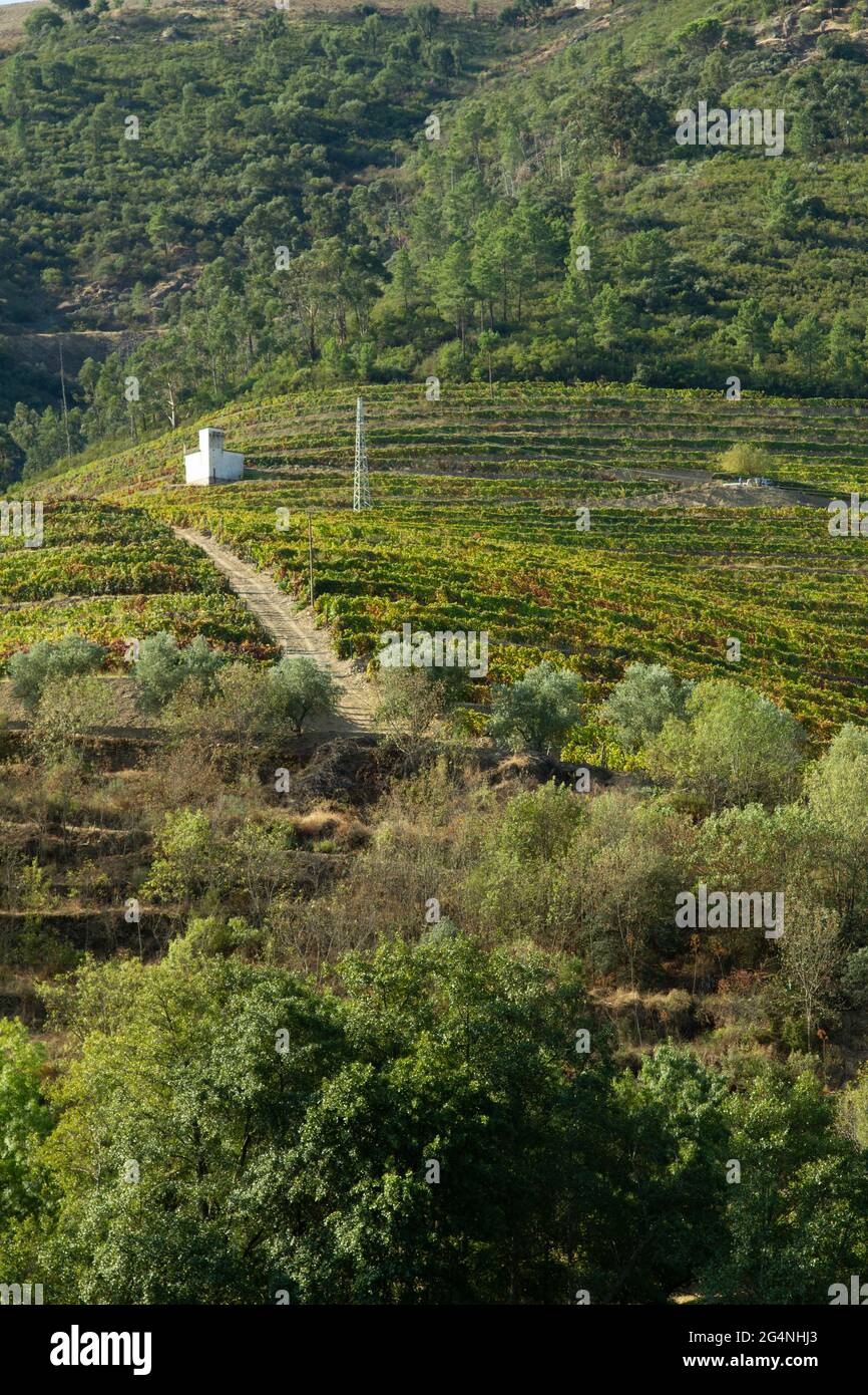 Wineyards Douro Valley Portugal from the Douro river and from the train
