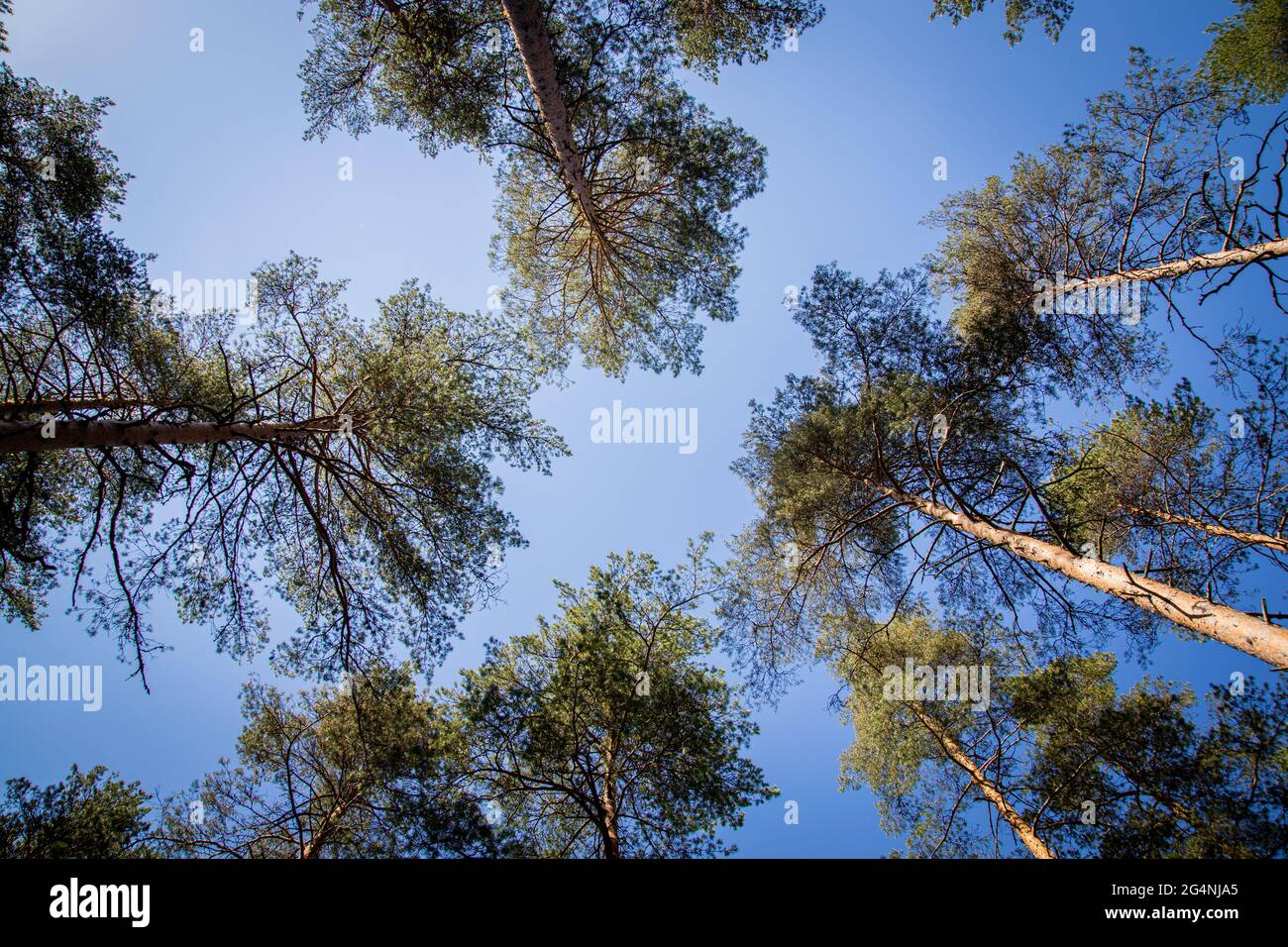 Low angle shot of growing trees with a clear blue sky Stock Photo - Alamy