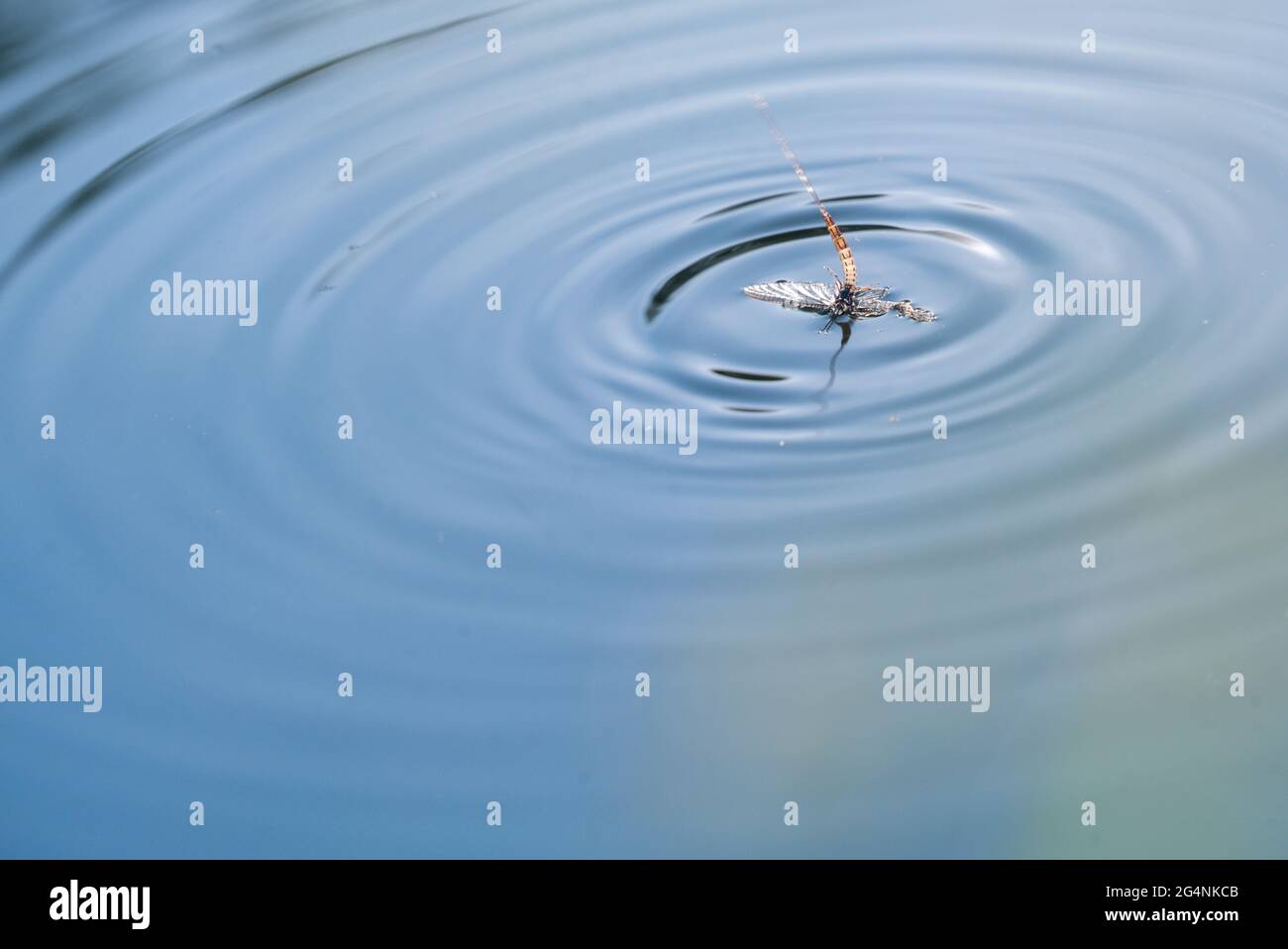 Mayfly in Water Stock Photo