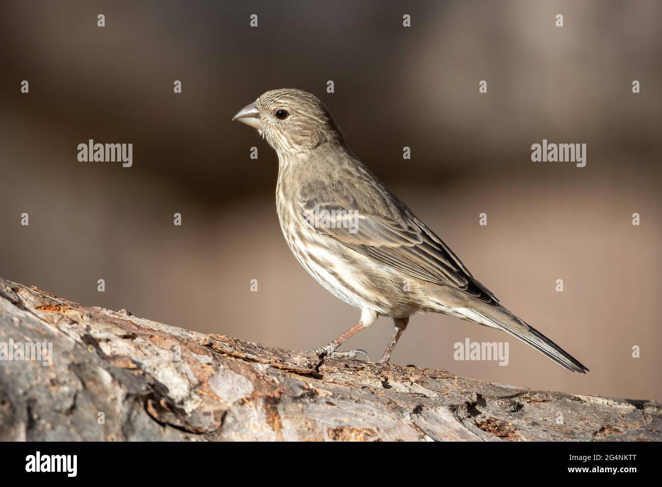 Portrait of a Female House Finch posing on the bark of a tree with a soft brown background. Stock Photo