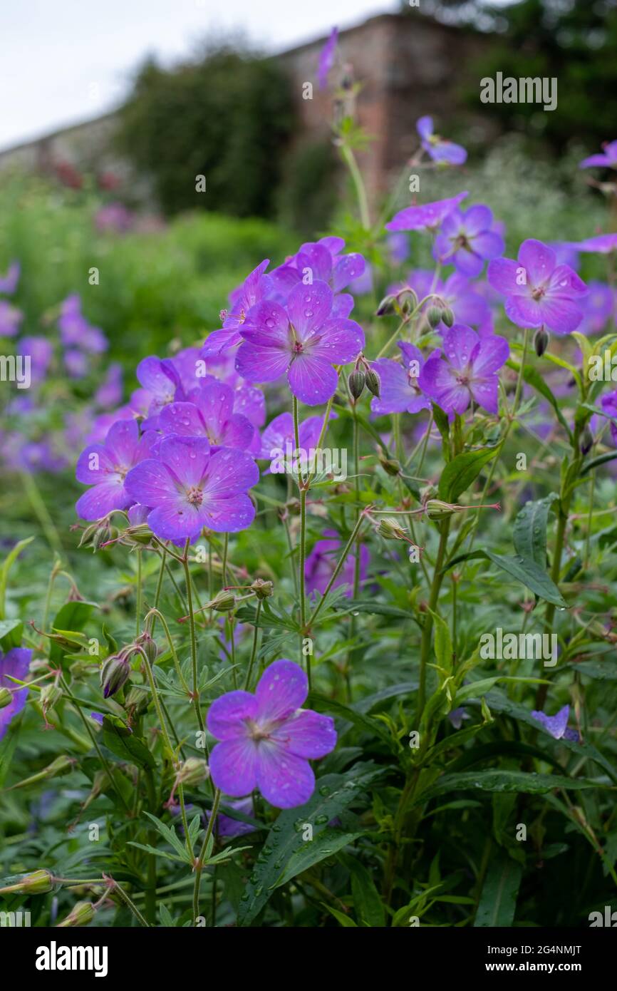 Purple hardy cranesbill wild geranium by name of Geranium x Magnificum, photographed in mixed herbaceous border in an English cottage garden in June. Stock Photo