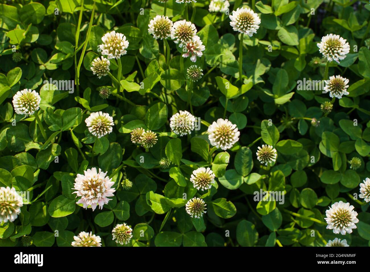 High angle shot of Trifolium pannonicum flowers in the field Stock Photo
