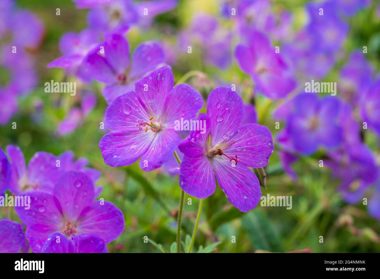 Purple hardy cranesbill wild geranium by name of Geranium x Magnificum ...